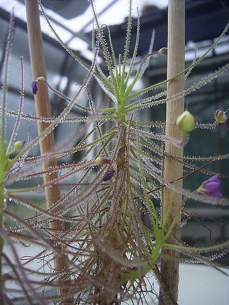 Rainbow plant (Byblis aquatica)