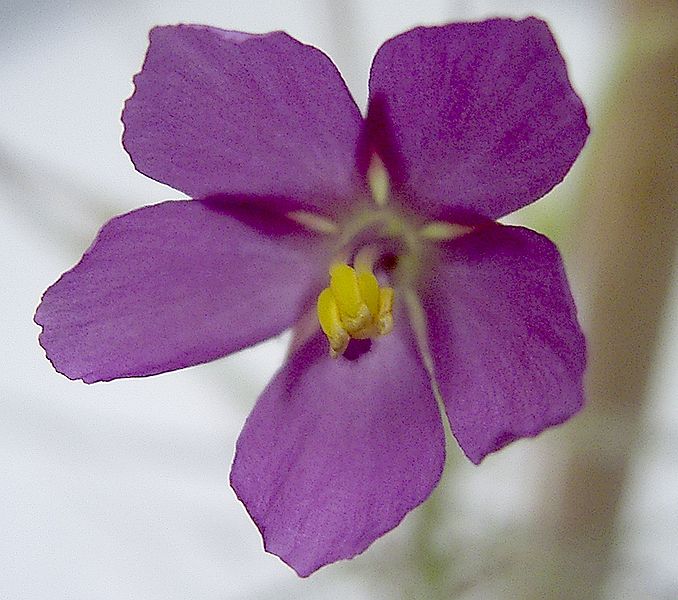 The flower of Rainbow plant (Byblis aquatica).