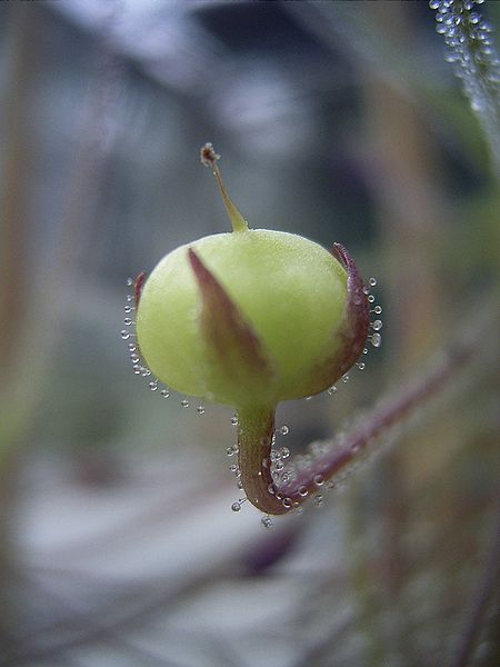 The seed capsule of Rainbow plant (Byblis aquatica).