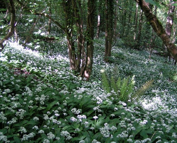 Ramsons in woodlands