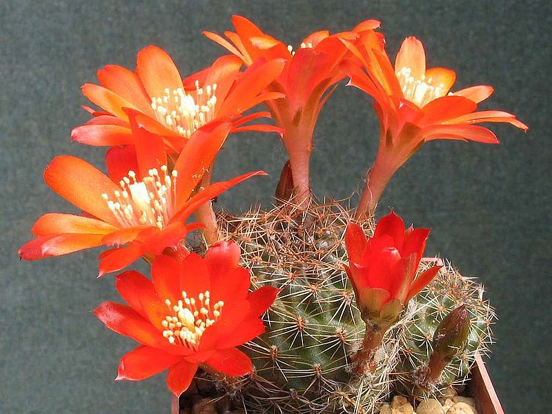 Rebutia brunescens