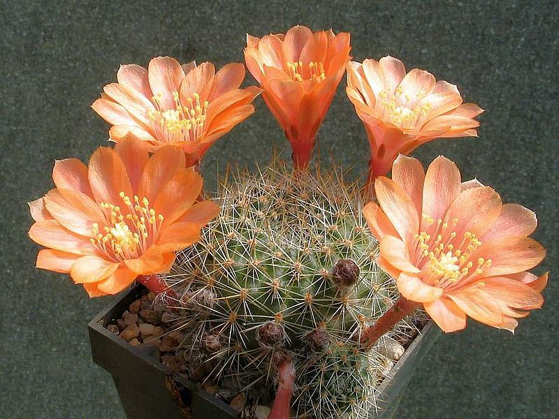 Rebutia deminuta