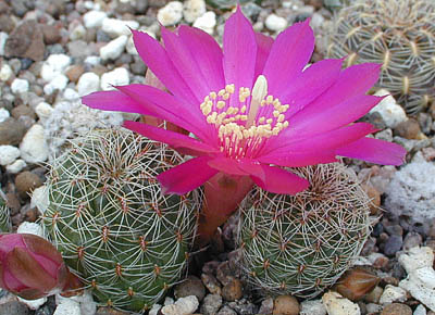 Rebutia canigueralii