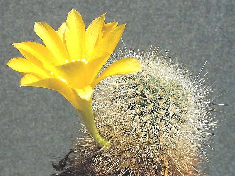 Rebutia chrysacantha