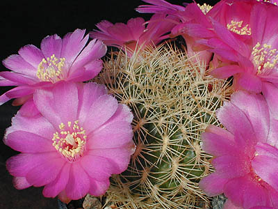 Rebutia cylindrica