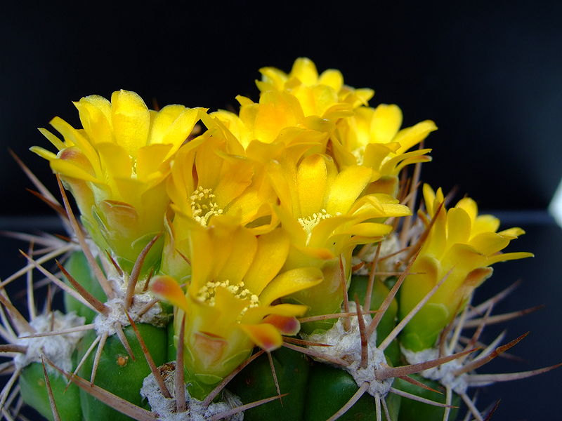 Rebutia neocumingii