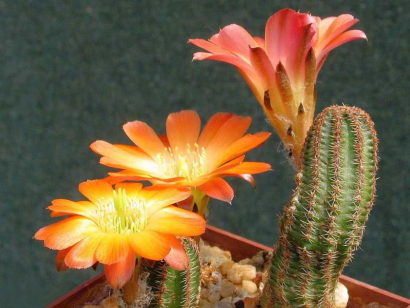 Rebutia torquata