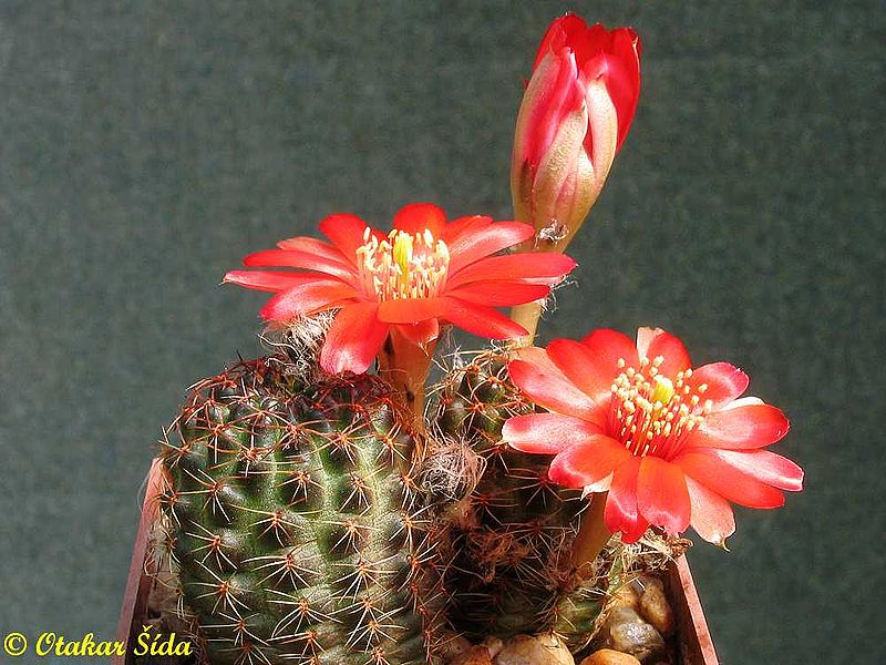 Rebutia pauciareolata