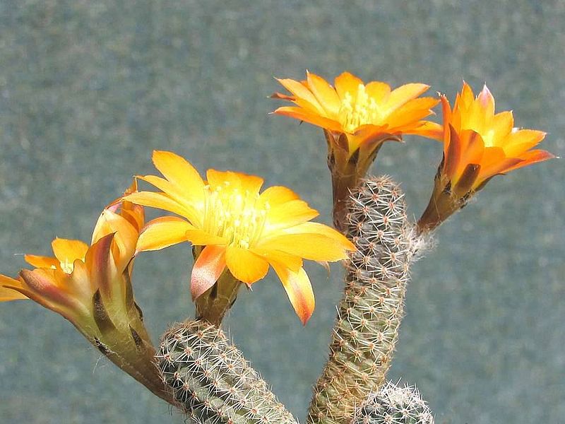 Rebutia diersiana