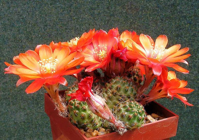 Rebutia pygmaea