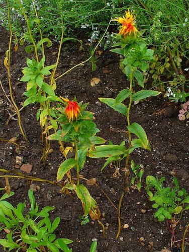 Safflower