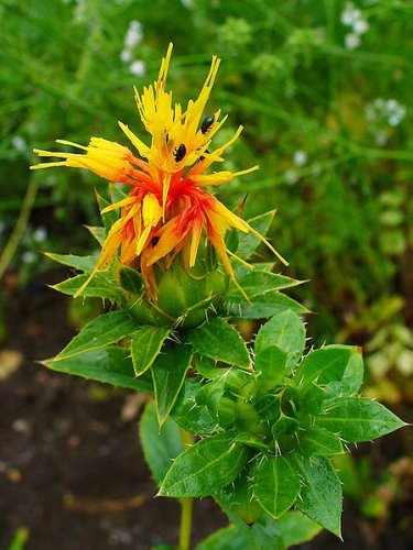 Safflower