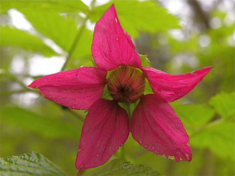 Flower of Salmonberry