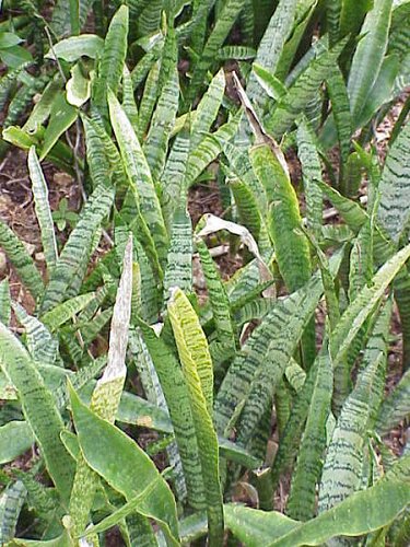 Sanseveria zaylanica laurentii