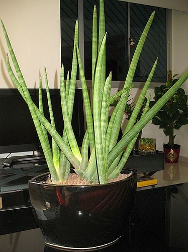 Sansevieria cylindrica