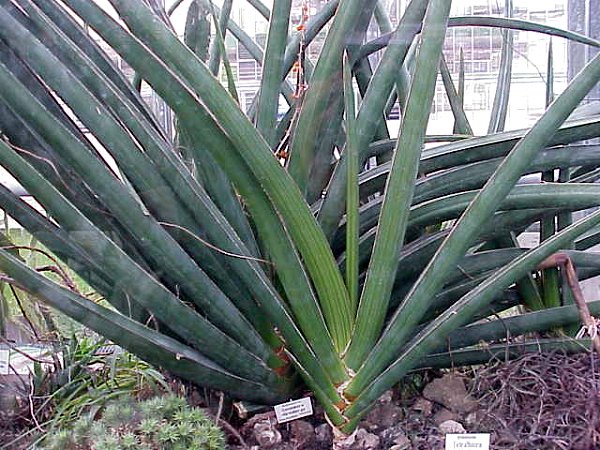 Sanseveria ehrenbergii