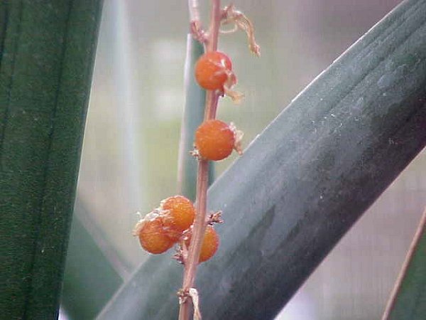 The fruits of Sanseveria ehrenbergii