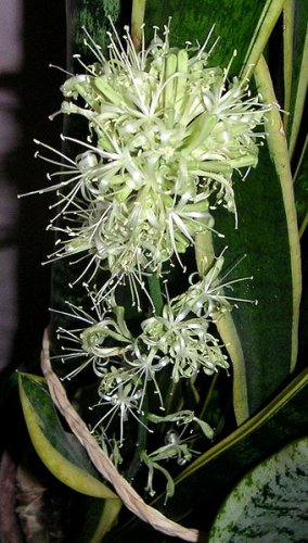 The flowers of Sansevieria