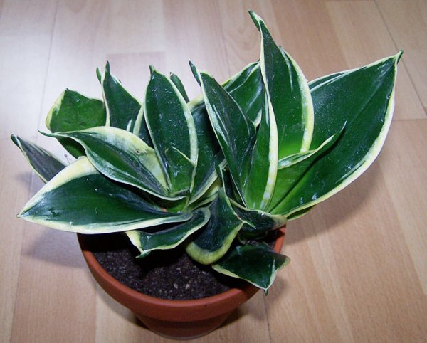 Sansevieria trifasciata 'Hahnii Super Marginata'