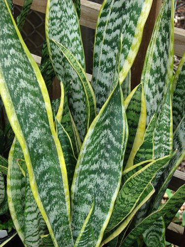 Sansevieria trifasciata