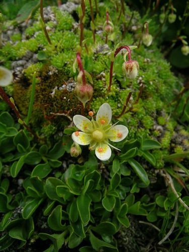 Saxifraga bryoides