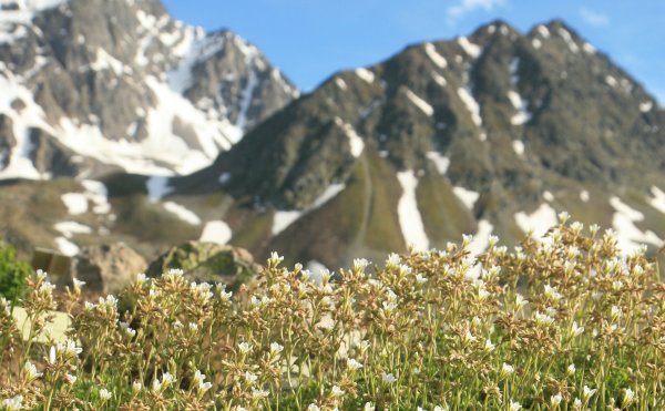 Saxifraga geranioides