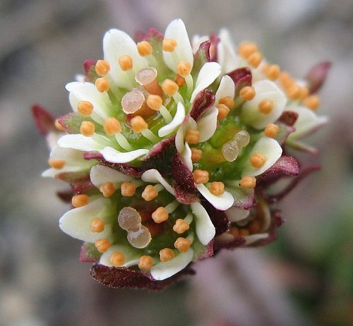 Saxifraga nivalis