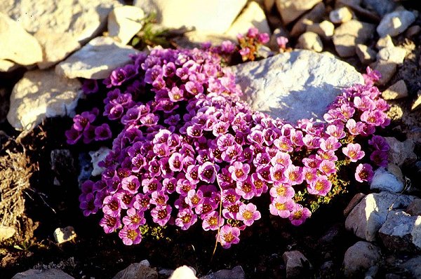 Saxifraga oppositifolia