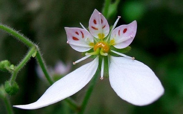 Saxifraga stolonifera