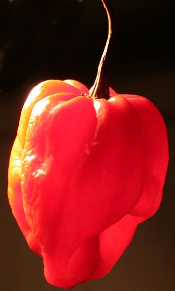 Scotch bonnet pepper