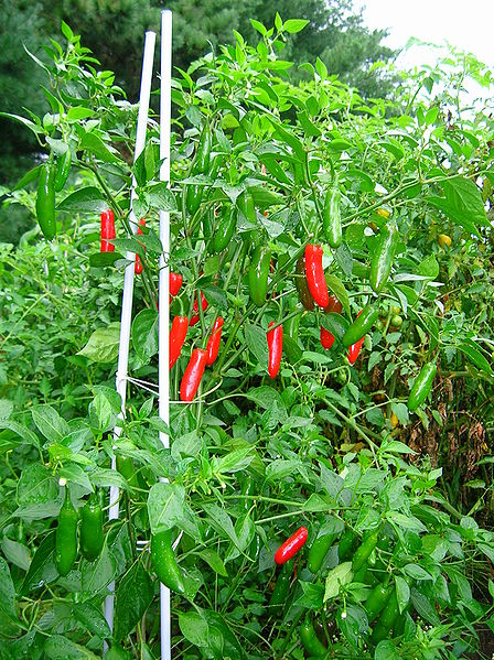 Serrano pepper