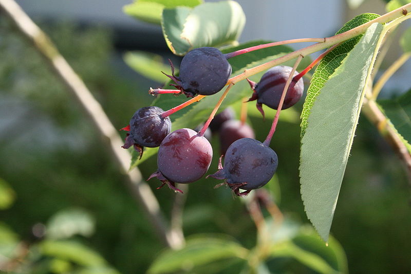 Serviceberries