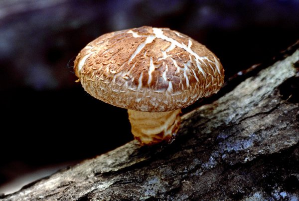 Shiitake (Lentinula edodes)