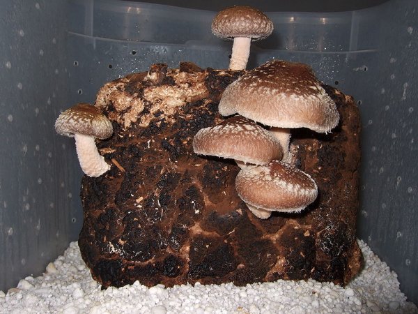 Shiitake (Lentinula edodes)