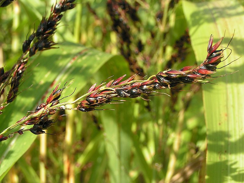 Sorghum bicolor