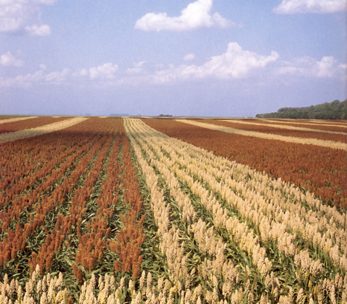 A field of hybrid sorghum