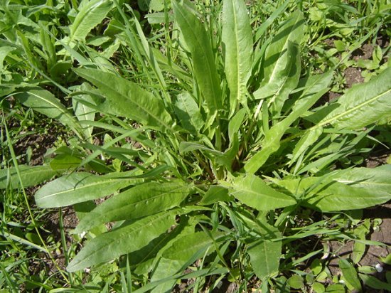 Sorrel (Rumex acetosa)