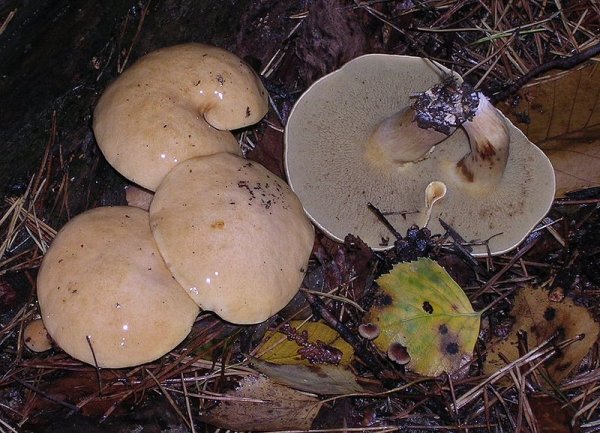 Suillus bovinus