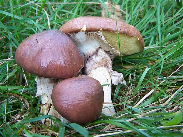 Suillus luteus