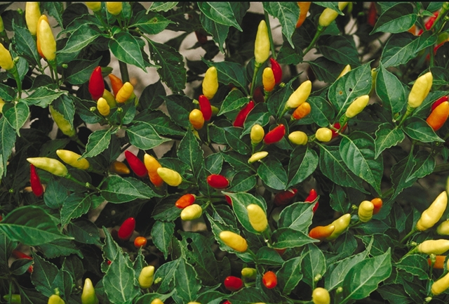 Tabasco pepper- Ripe and unripe