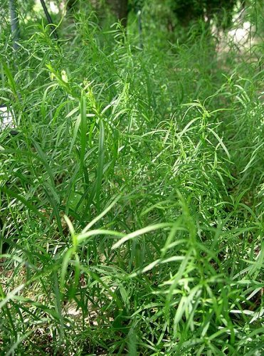 Tarragon (Artemisia dracunculus)