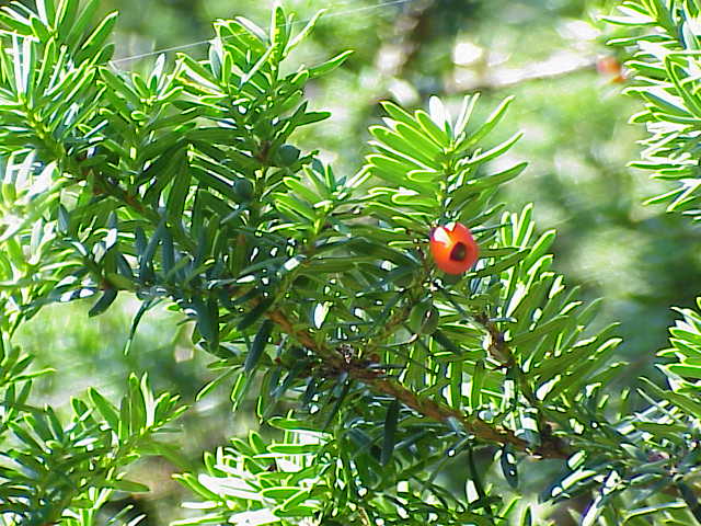 Taxus cuspidata