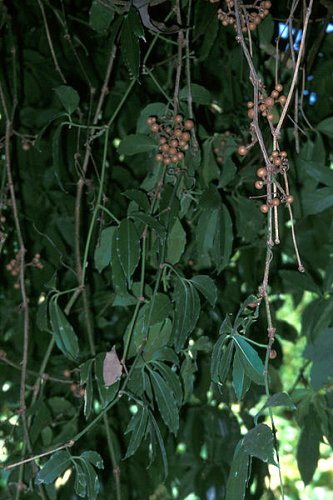 Tetrastigma pubinerve (fruit and leaves)