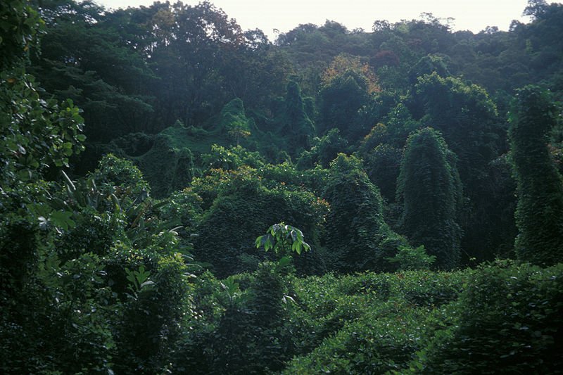 Tetrastigma pubinerve (habit)