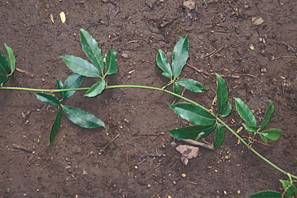 Tetrastigma pubinerve (vine)