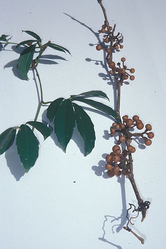 Tetrastigma pubinerve (fruit and leaves)