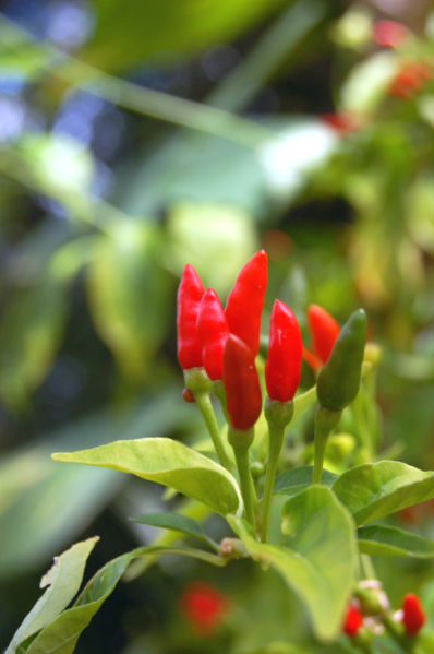 Thai Chili Pepper