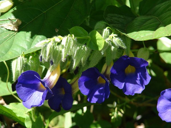 Thunbergia battiscombei