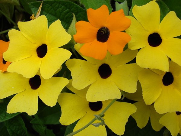 Thunbergia alata