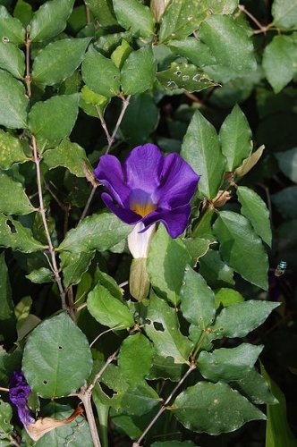 Thunbergia erecta